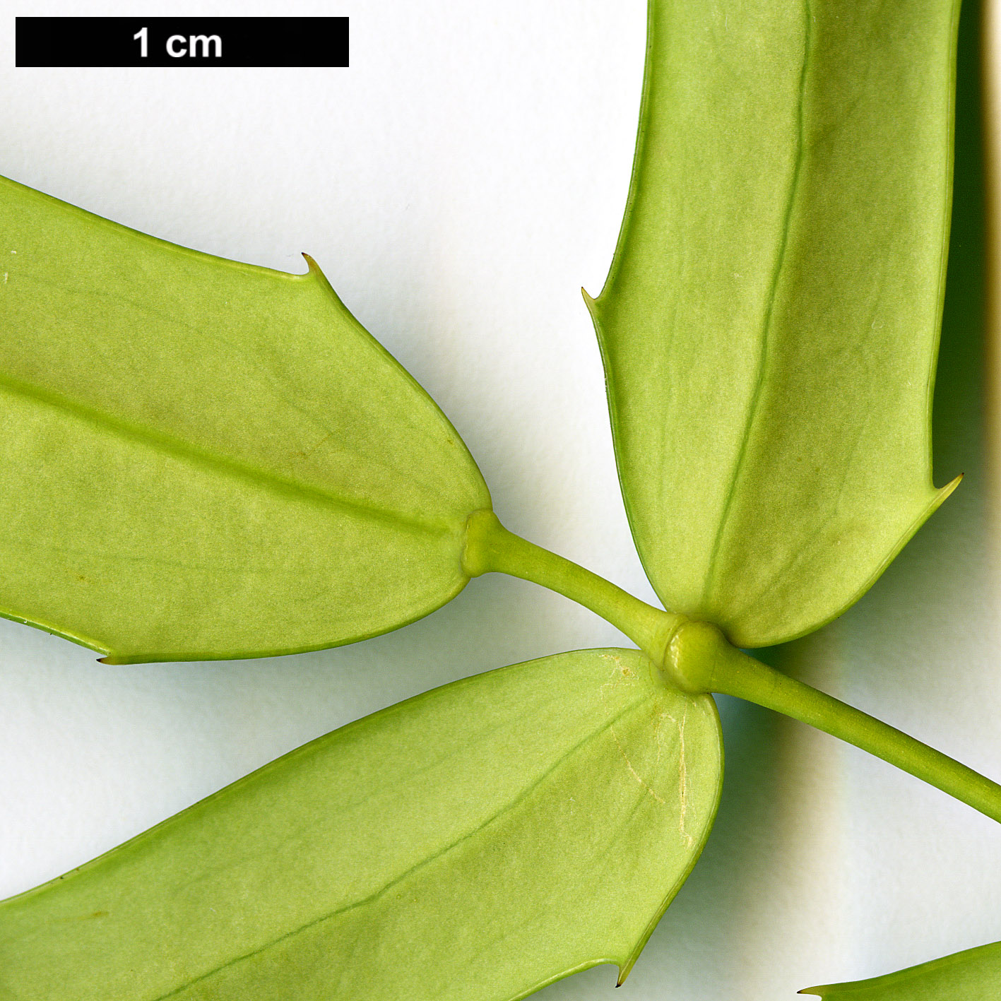 High resolution image: Family: Berberidaceae - Genus: Mahonia - Taxon: oiwakensis - SpeciesSub: subsp. lomariifolia var. lomariifolia